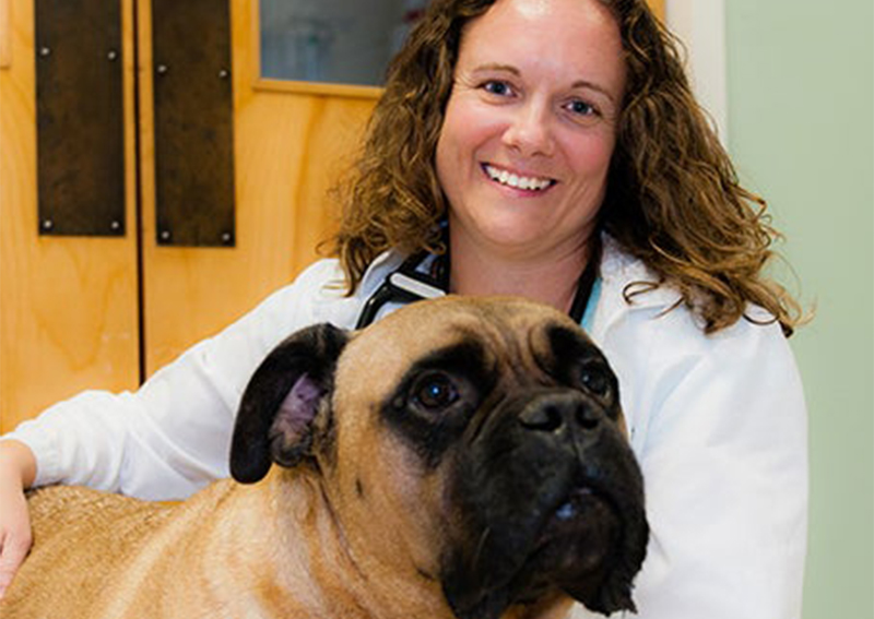 Armadale Animal Hospital | Raleigh veterinarians