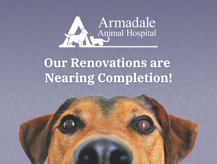 Our ongoing renovation project is nearing completion. We are so excited! 
