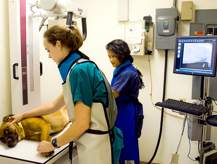 Xrays for Cats & Dogs
